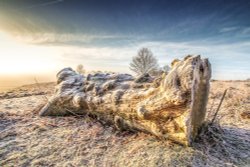 Bradgate park Wallpaper
