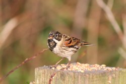 House Sparrow Wallpaper