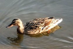 Ducks in Saltwell Park, Gateshead