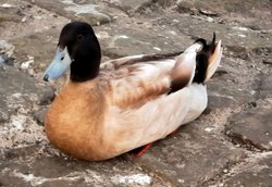 Ducks in Saltwell Park, Gateshead Wallpaper