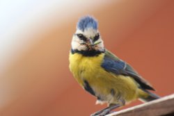 Blue tit Wallpaper