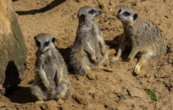 Meerkats at Mablethorpe Seal Sanctuary and Wildlife Centre Wallpaper