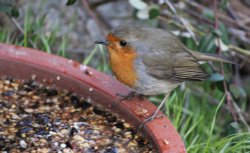 A Case of Eyes Bigger Than Tummy Wallpaper