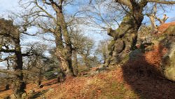 Bradgate Park Wallpaper