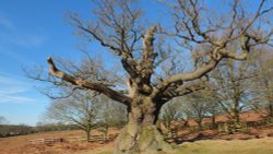 Newtown Linford Major Oak at Bradgate Park. Wallpaper
