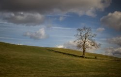 Hartshill Hayes Wallpaper