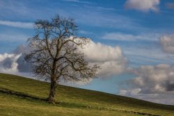 Hartshill Hayes Wallpaper