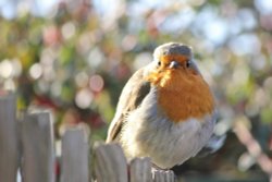 It's That Robin Again Wallpaper