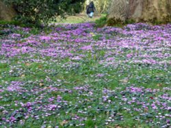 Killerton House Wallpaper