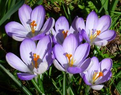 Killerton House Wallpaper