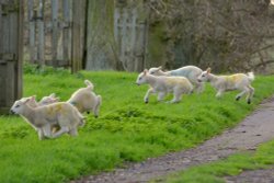 Lambs on the Run Wallpaper