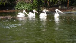 Pelicans all in a row - St James's Park, London, 6th April 2015