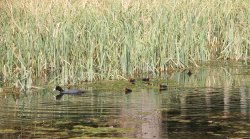 This Way Children !!! Wallpaper