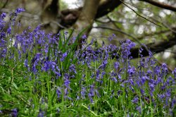 Blue Bells in the woods at Hardcastle Craggs in West Yorkshire Wallpaper
