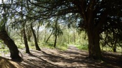 A walk in the woods at Newlands Corner, 15th April 2015