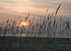 Rushes, Beachley. Wallpaper