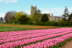 Tulip field Wallpaper