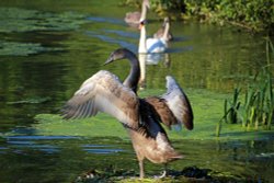 Baconsthorpe Castle Wallpaper