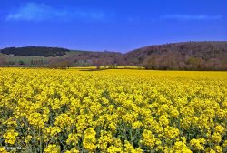 Stour valley Spring, North Dorset. Wallpaper