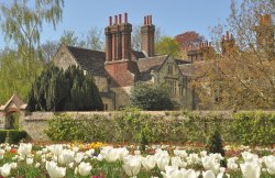Lewes Grange Tulips Wallpaper