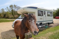 New forest  near Ringwood Wallpaper