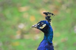 Peacock, Brownsea Island