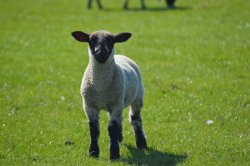 Lamb on Little Scotland Farm Wallpaper