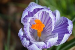 Crocus, Bilton Wallpaper