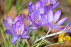 Croci, Bilton Green Wallpaper