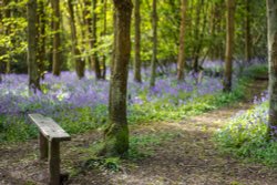 Hartshill Hayse Wallpaper