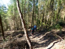 Woodbury Common Wallpaper