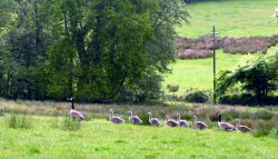 Avishayes House Wallpaper