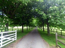 Avishayes House Wallpaper