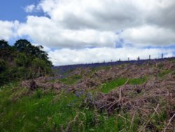 Clatworthy Wallpaper