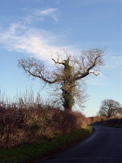 Bare Oak Tree in North Leigh near Witney.