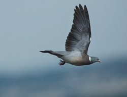 Not a Race, Chepstow. Wallpaper