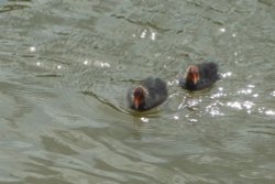 Ducks in the River Avon, Stratford-upon-Avon, Warwickshire