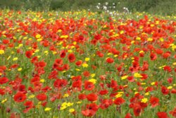 Poppies and corn marigolds Wallpaper