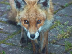 Fox On The Block Wallpaper