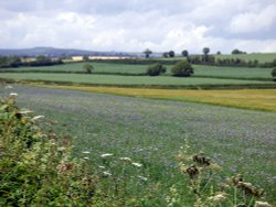 Budleigh Salterton Wallpaper