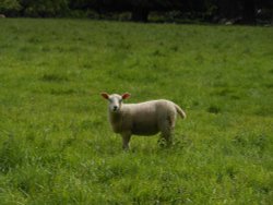 Sheep near Pitsford Reservoir, Pitsford, Northamptonshire