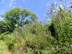 North Chideock Wallpaper