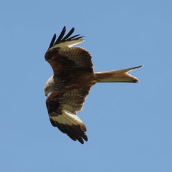 Red Kite at Watlington Hill Wallpaper