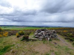 Carrot Hill Wallpaper