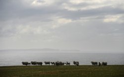 Sheep - Northmavine, Shetland Islands Wallpaper