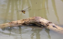 One Flew Over The Landing Pad Wallpaper