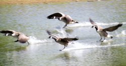 Ruislip lido Wallpaper