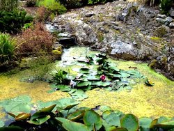 Lilly pond, Logan Botanic Gardens, Stranraer. Wallpaper