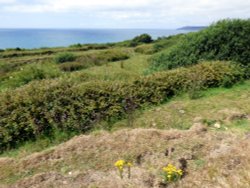 Charmouth, Wallpaper