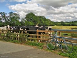 Blackmore Vale Wallpaper